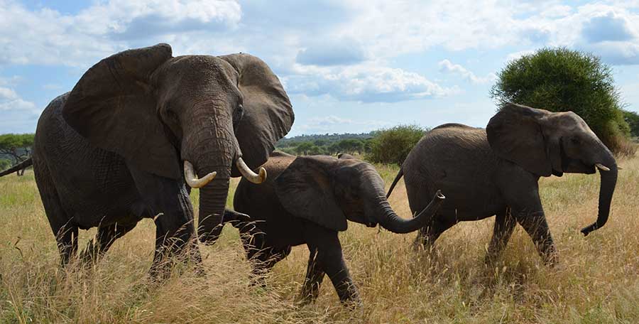 ANIMAL CONSERVATION