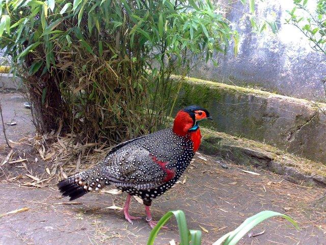 Wildlife in Himachal